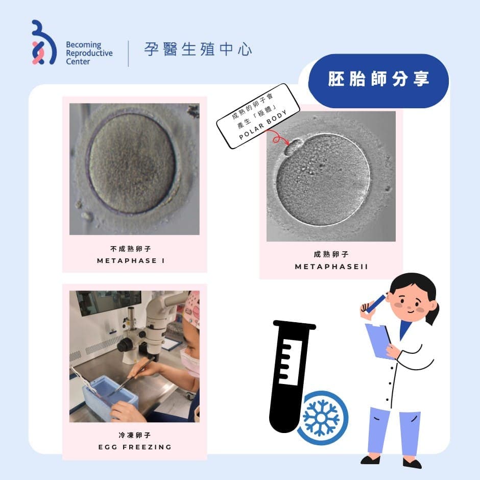 卵子之最佳冷凍時機🧊.jpg